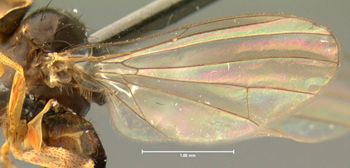 Media type: image;   Entomology 26892 Aspect: wing